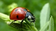 Cum să scapi de ladybugs acasă